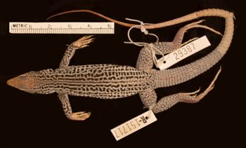 Media type: image;   Herpetology R-151717